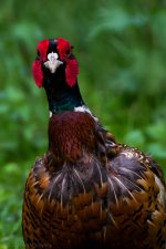 DSC_1211.jpg