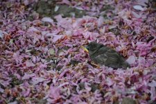 DSC_1096.jpg