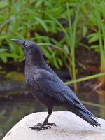 Crow.jpg