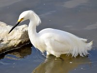Egret.jpg