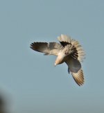 DSC_0078.JPG