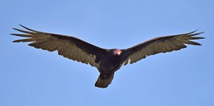 Vulture.jpg