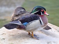 WoodDucks.jpg