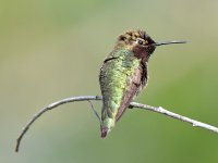 Hummer_2015_05_13.jpg