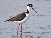 Stilt4_2015_05_13.jpg