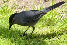 Catbird feeding.jpg