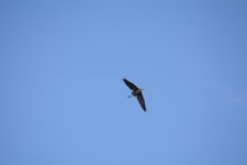 DSC_3448.jpg