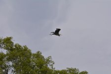 _DSC5595.jpg _DSC5595.jpg