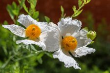 Fried Egg Flowers, Part II.jpg