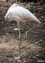 bird-flamingo-1.jpg