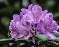 DSC_4649-Edit.jpg