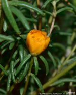GSC_1483.jpg