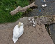 DSC_1557.jpg