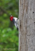 _DSC9181.jpg