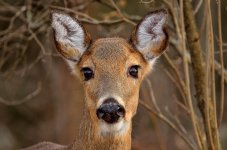 DSC_1125-2.jpg