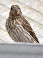 Finch.jpg