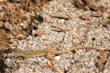 20150514-DSC_8419.jpg