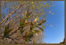 sharpened buds_DSC1490 -1.jpg