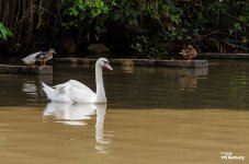 birds-swimming-5.jpg