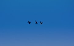 Birds1.jpg