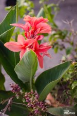morning-walk-banbung-1.jpg