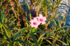 morning-walk-banbung-4.jpg