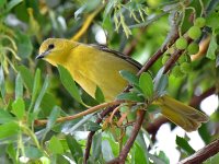 Oriole.jpg
