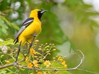 Oriole2.jpg