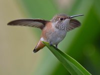 Hummer.jpg