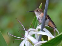Hummer2.jpg