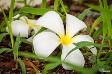 blossom-1.jpg