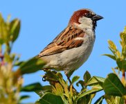 DSC_05161.jpg