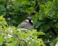 DSC_0561.jpg