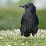 DSC_0476.jpg