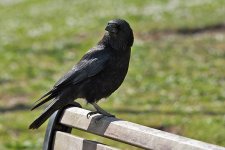 DSC_0501.jpg