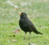 DSC_0534.jpg