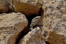 geko rocks 1.JPG