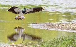 Lapwing.jpg
