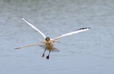 Gull-Carrying.jpg