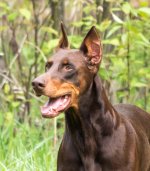 PET-6565.jpg