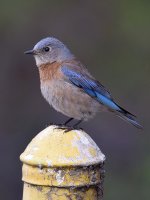 Bluebird3.jpg