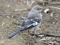 Mockingbird.jpg