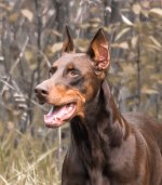 PET23322323-6565.jpg