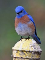 Bluebird.jpg