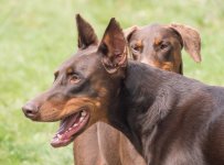 PET2p-6597.jpg