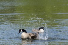 DSC_0499.jpg