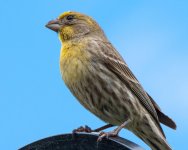 Yardbirds-13.jpg
