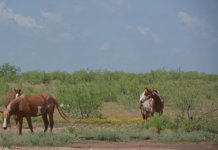 DSC_6270.jpg