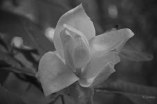 _AAA5066 - Version 3.jpg