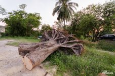 sunday-morning-walk-2.jpg